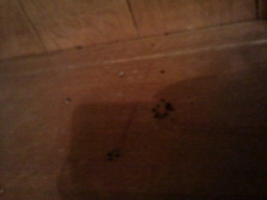 Mouse poop on a hutch