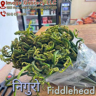 Fiddlehead Fern; Niguro