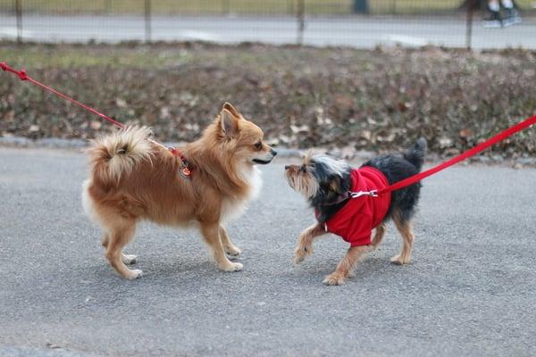 It was love at first sight for Sandy and Pedro!