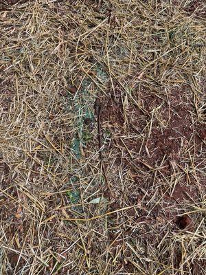 Clumps of grass seeds thrown on top of straw and eaten by the birds