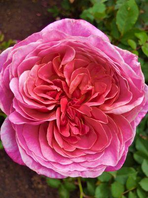 Heirloom rose with petal formation similar to peony.