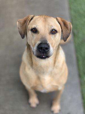 Goober is a candidate for donating blood so he usually hangs out next door at the Animal Clinic and helps out when he can!