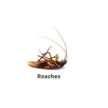 Bed Bug Heat Treatment Brooklyn, Bed Bug Steamers Brooklyn, Bed Bug Detection Brooklyn, Carpenter Ant Control Brooklyn, Comme...