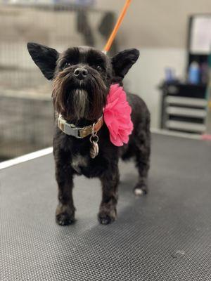 This is cedar she's a shorkie in a schnauzer cut.