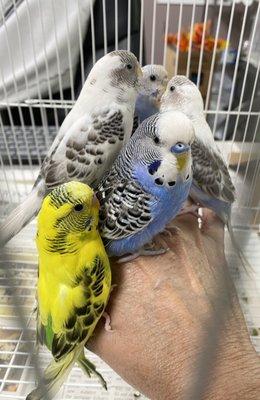 When you can't choose just one. You take them all. Lol. Four parakeets and one English budgie.