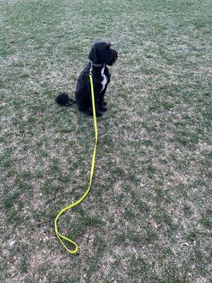 At the park with lots of activity. I have walked away. She is not reacting to anything or anyone. Just waiting for my command.