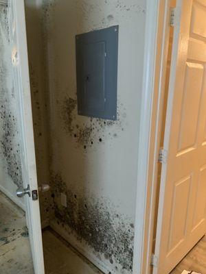 Black mold