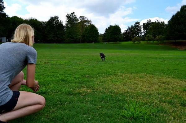 Asheville Dog Training and Obedience, The Champion Canine.