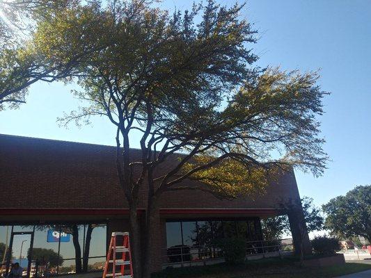 Grand prairie Social Security office Job 
We trimmed all the trees around the building to get them off building