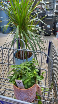 Lovely houseplants at Lowe's!