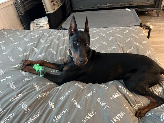 This is Prince. He is a 1 year old Doberman who is learning how to be a great addition to his parent's family.