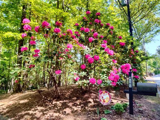 Rhododendrons are booming!