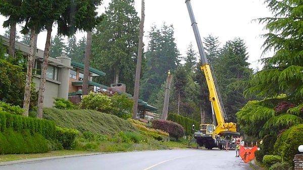 Crane helping remove this taller tree