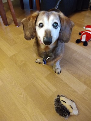 this is Oscar now... having no teeth left doesn't stop him from playing... he is still a happy playful dog