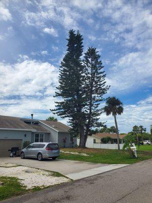 TRI-DOMINANT NORFOLK ISLAND PINE PRE REMOVAL