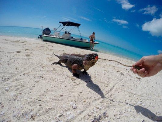 It's easy to make friends in the Bahamas!  Countless unspoiled islands & beaches...there isn't a more beautiful place on earth to explore!