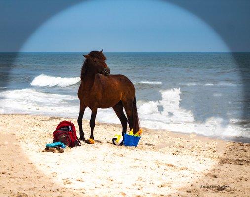 Descendant of Misty         Assateague Island