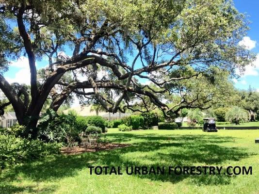 Total Urban Forestry