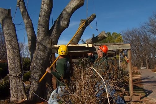 Tulsa Tree Trimming Services