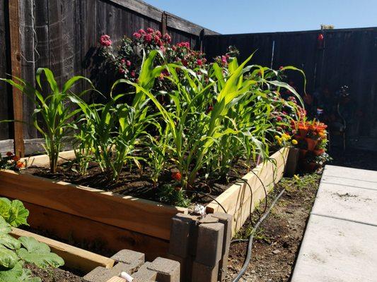 Corn in another raised box