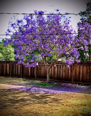 Backyard tree