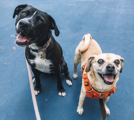 Summer & Madden patiently waiting for treats :)