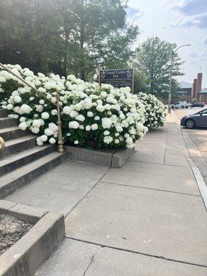 Front gardens.