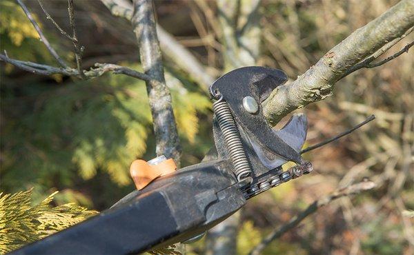 Tree Pruning is one of the most essentials parts of a tree life cycle. Maintaining your trees new growth patterns is what det...