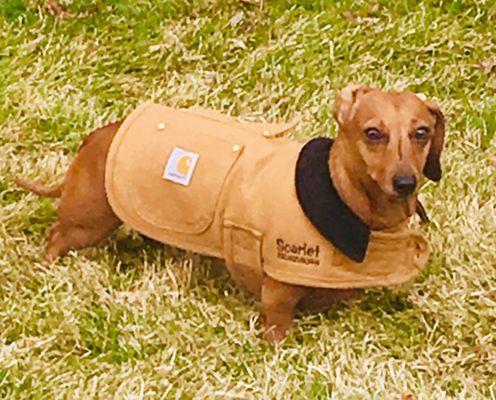 Supreme Cleaners are the best! Kay helped me with alterations with my dachshund's jacket tha another place fell short on the same alteration