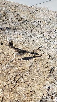 Sunset Regional Park is home to the roadrunner.