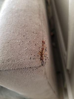 Bed bugs on a headboard in a bedroom.