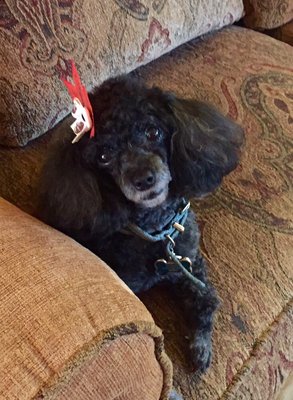 Black toy poodle after having her hair done. She is very lady-like, don't you think?