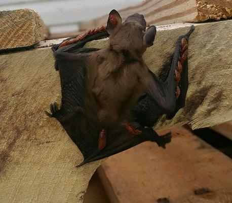 Bat Removal