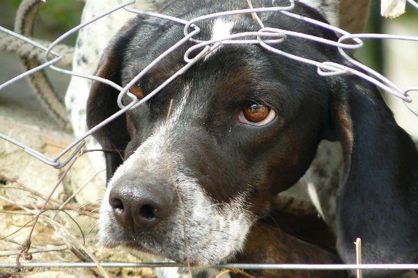 Dog fences - Vinyl, wood, chain link