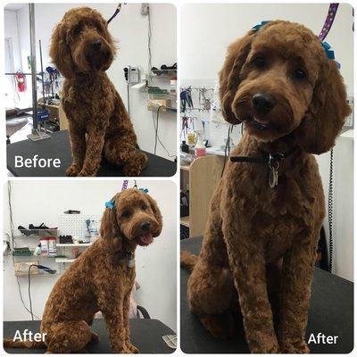 Before and after of a golden doodle