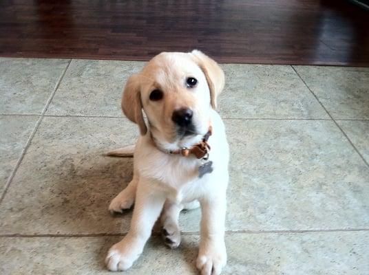 Daycare Training puppy