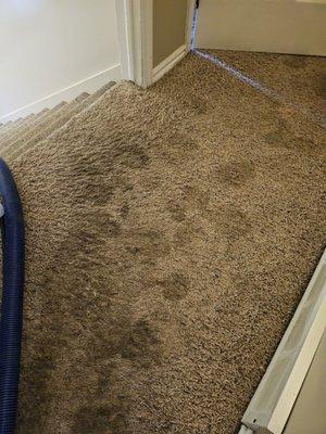 Cliff's Personal Touch Carpet Cleaning