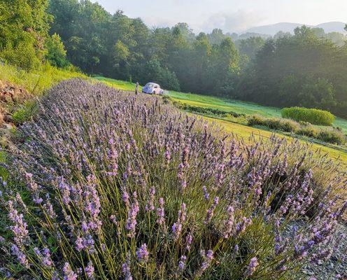 Lavender in Bloom Mid May - Mid July depending on Mother Nature