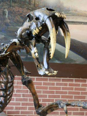 Saber-toothed Cat (Smilodon fatalis) from the Pleistocene Epoch