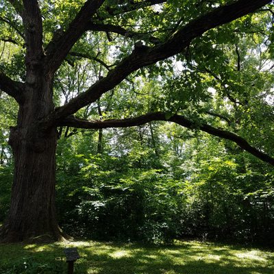 some underfoliage separates the park from the neighbors residence.