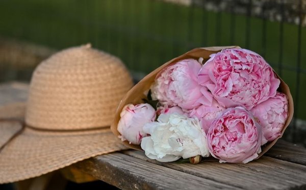 Pink peonies, called Sarah Bernhardt's, are the classic peony. Another pink is Mons Jules Elie - as beautiful as its name.