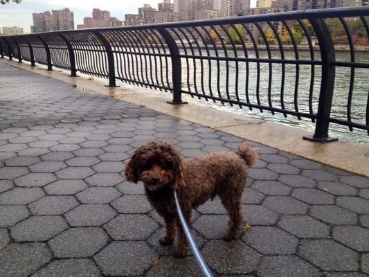 Oliver, out for a stroll along the East River in New York.