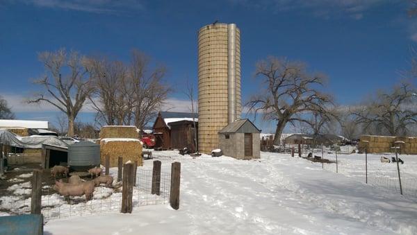 Pigs, sheep, goats, and horses alongside old farm buildings