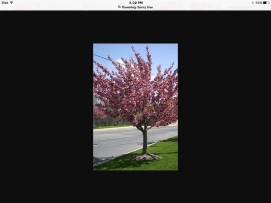 5167666663 Flowering trees Fruit Trees Nurseries Plants Topsoil Mulch Roses Sod Greenhouse Propane We Deliver Oceanside NY 11572