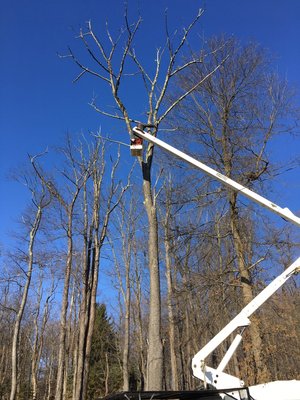 Maple tree and 4 Birchtrees taken down