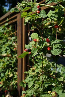 Edible garden used to filll gaps and offer privacy in fencing.  Functional and delicious.