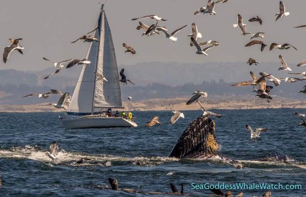 Whales lunge feeding.