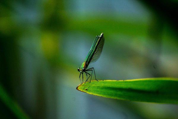 Bakersfield Pest Control, Bakersfield Pest Control Company, UNITEKE Pro Services, Fresno Pest Control, Fresno Pest Control Co...