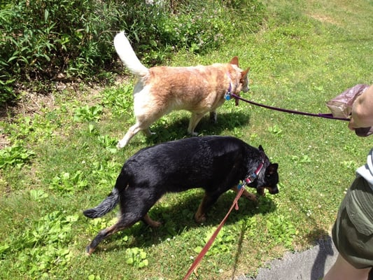 Cody and Patches enjoying a mid afternoon stroll.