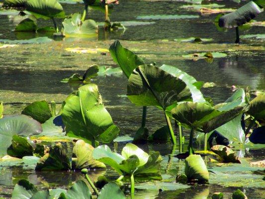 Baylor Park Nature Trail